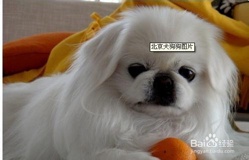 怎么训练北京犬 百度经验