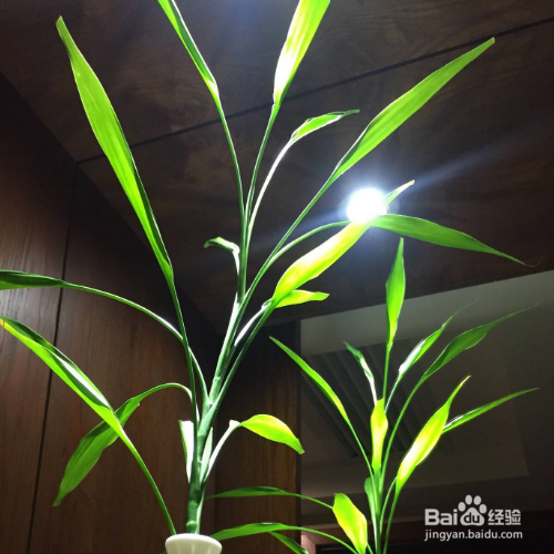 水培绿萝水里放点盐