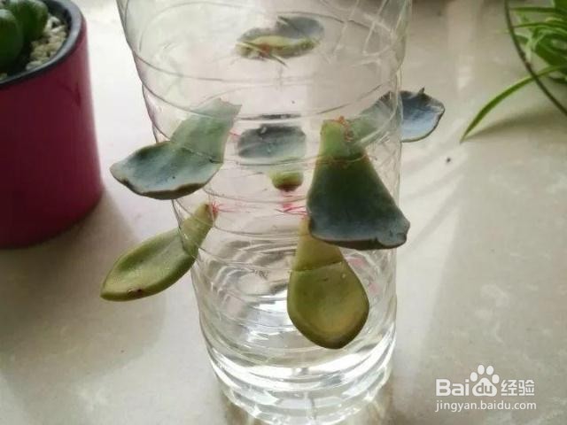 冬天多肉叶片扦插方法