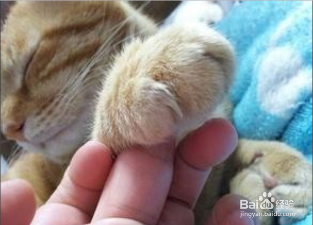 捡了一只猫怎么养