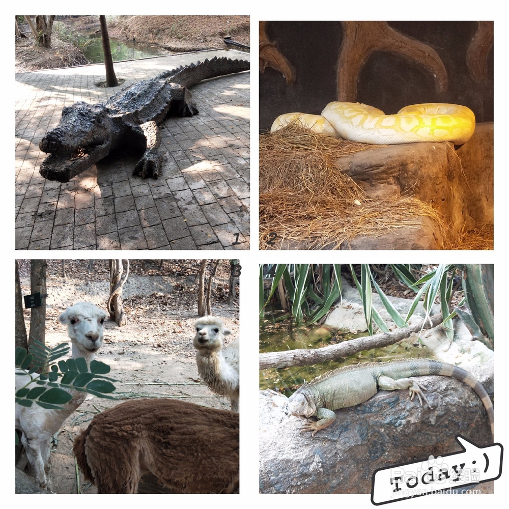 清迈刺激好玩的项目(2018.4.1更新)