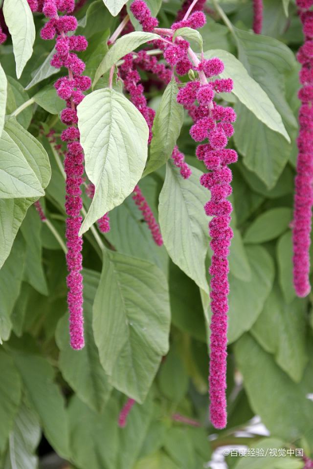 红刺苋根煲水喝的功效(红刺苋根煲水喝的功效谁能知道我,有多么难过)