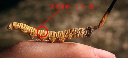 吃冬虫夏草有什么好处