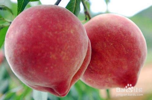 <b>桃子、西红柿怎样容易去皮</b>