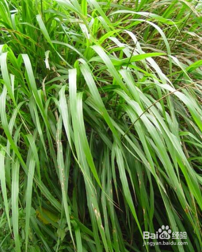 草本植物香茅如何养殖？