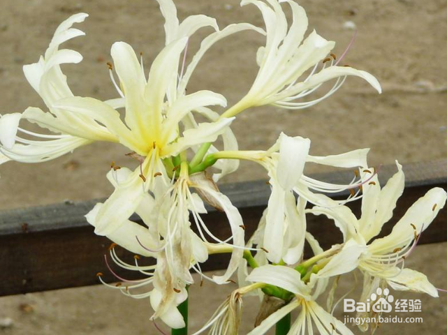白花石蒜的养殖方法要注意什么？