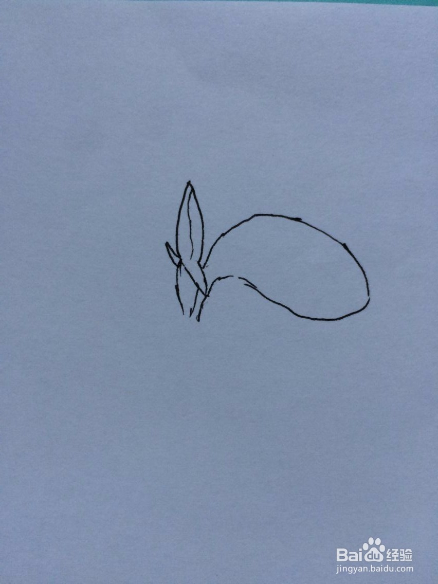 刚发芽的凤仙花的样子怎么画