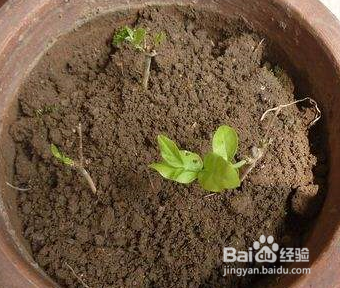 在阳台上怎么种姜