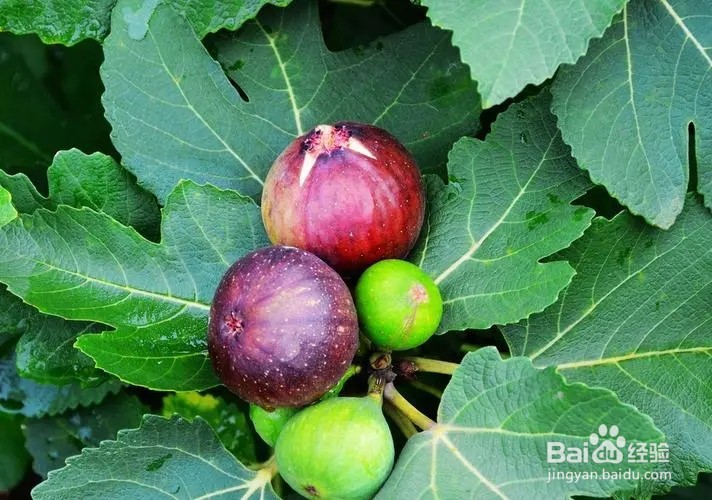 无花果施肥的正确方法