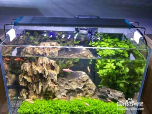 在家如何饲养金鱼 百度经验