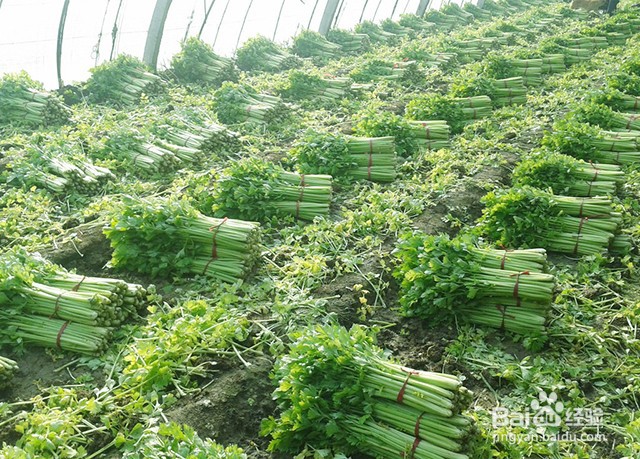 西芹的增产管理和施肥要点有什么？怎样施肥？