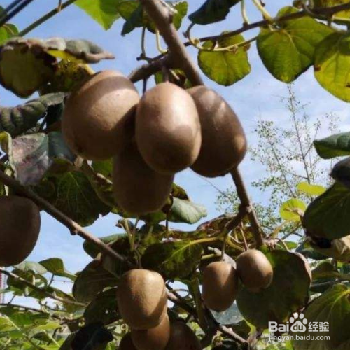 怎样使猕猴桃快速变软成熟