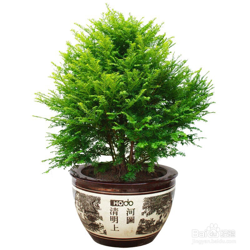 花卉分类的常见方法有哪些
