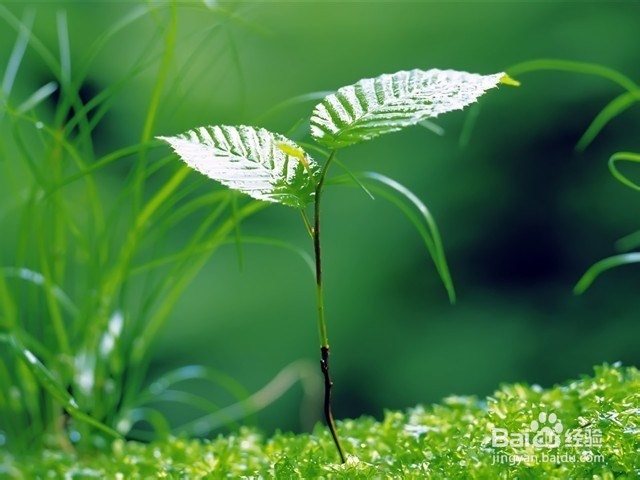 去除牙垢的六种小窍门