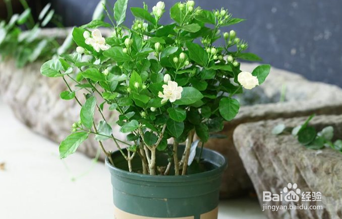 养护茉莉花需要注意哪些方面