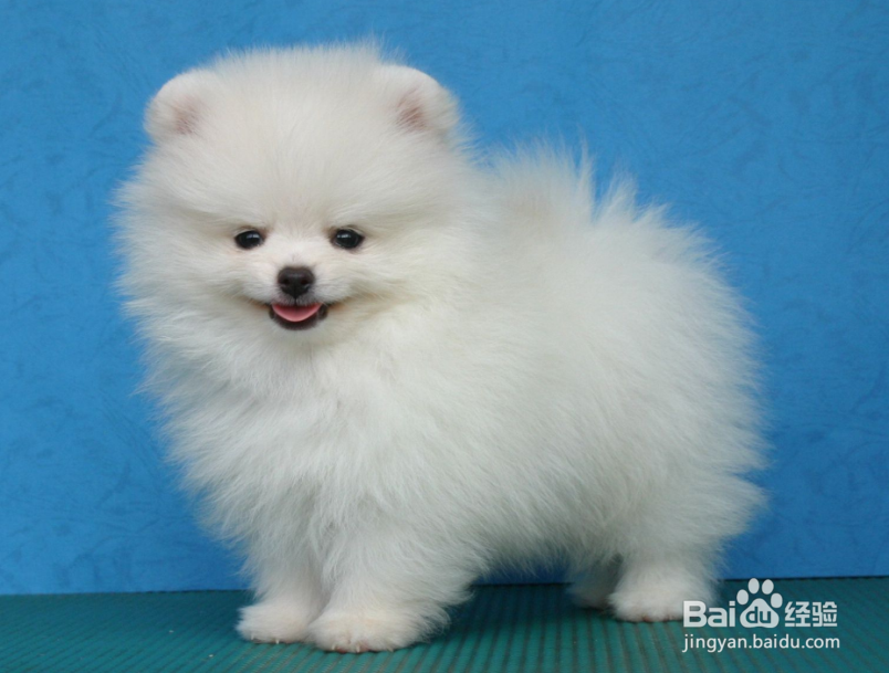 博美犬掉毛严重怎么办
