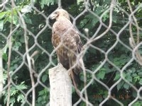 北京动物园旅游介绍？