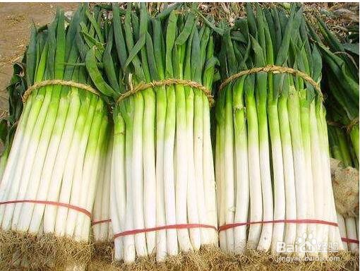 如何防治高脚白大葱的病虫害?