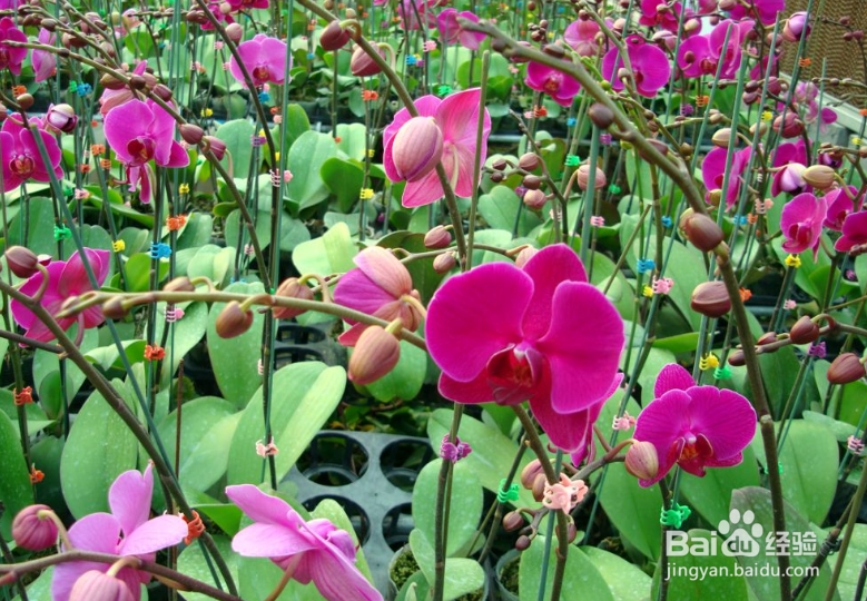 大花蕙兰的养殖方法和注意事项