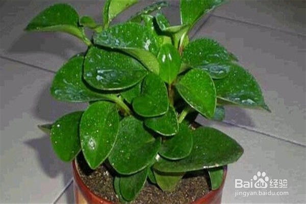 碧玉的养殖方法和注意事项有什么?