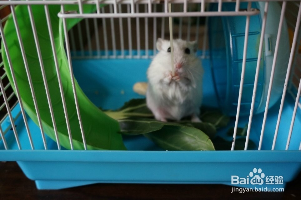 如何穷养仓鼠