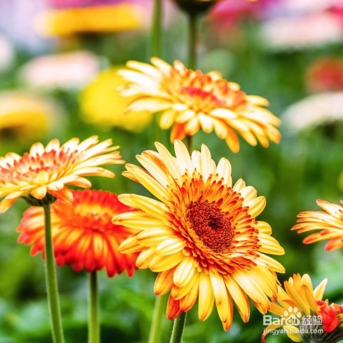 非洲菊烂根的解决方法