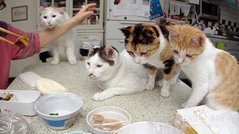 如何为你的猫选择合适的食物？