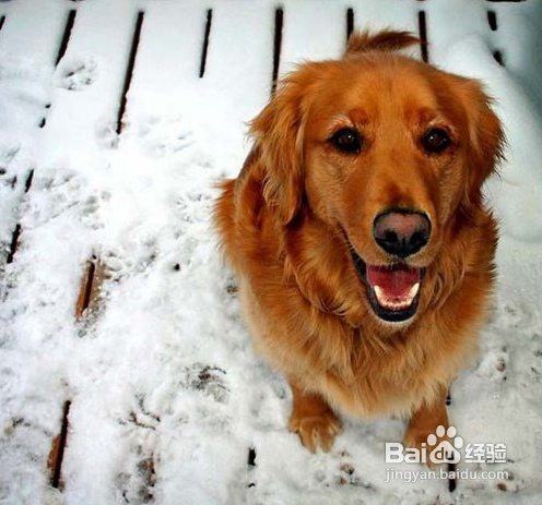 简单六招教你拍好宠物