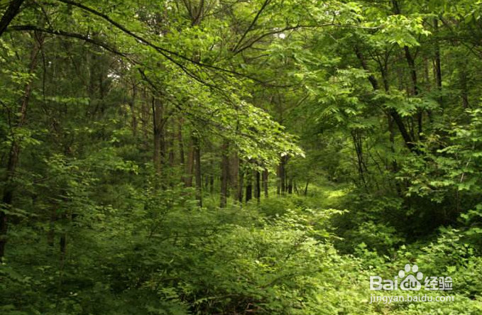 长寿村的长寿秘笈都有哪些呢？