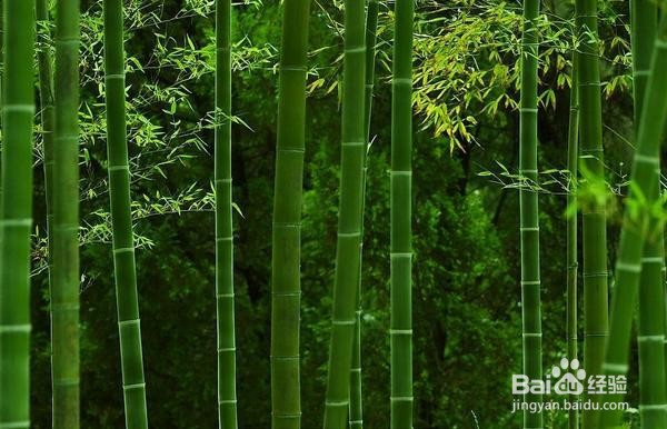怎样栽竹子成活率高