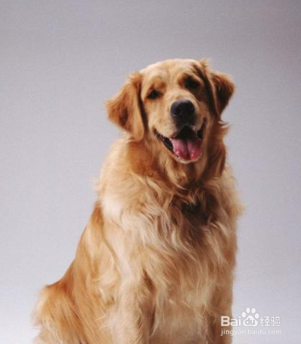 金毛犬怎样训练 重要的一点是有爱心