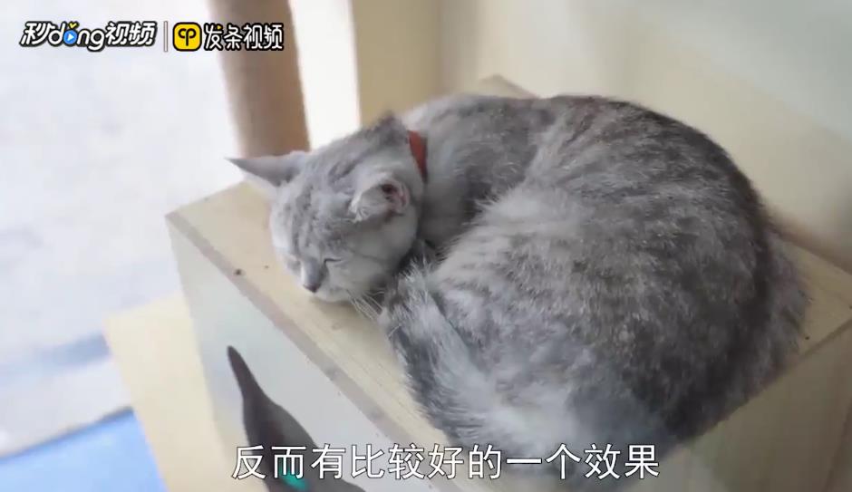 猫丢了怎么找