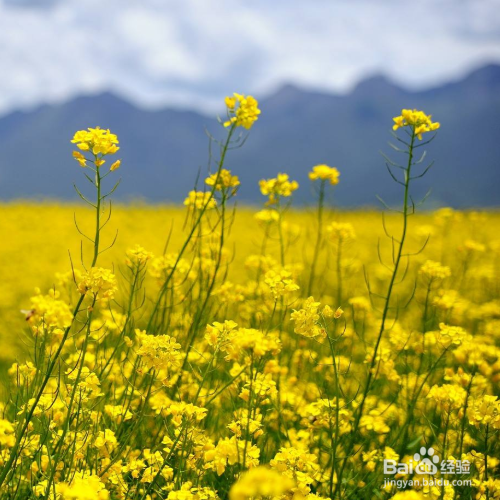油菜花冬季会开花吗