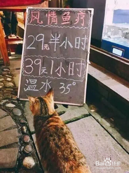 猫咪发现人类存在的终极奥秘