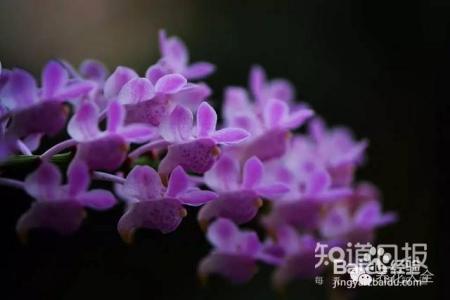 100种兰花品种图鉴，花开瞬间，艳冠群芳！
