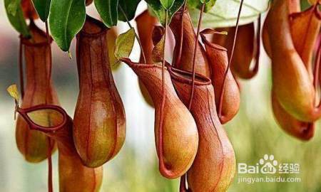 刚装修完的房子多种这三类花,杀菌驱蚊除甲醛一个都少不了