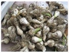 又到一年腌蒜时