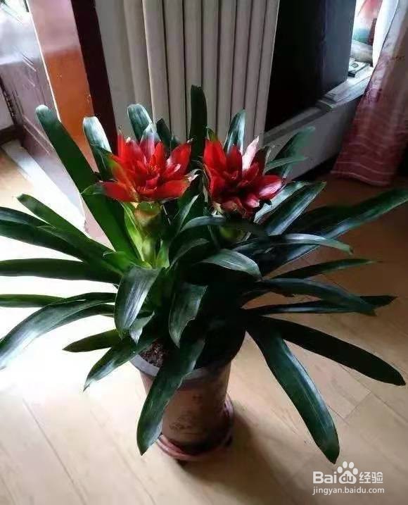 家里养盆鸿运当头,生活红红火火,顺风又顺水