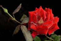 玫瑰花的功效与作用及食用方法