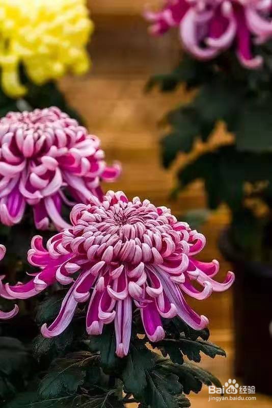 3种花现在养1盆，1个月就开花，一直开到12月