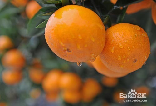 感冒了吃什么蔬菜/食物好？