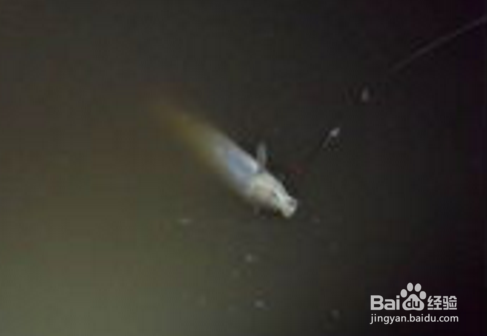 夏天夜钓都需要注意什么