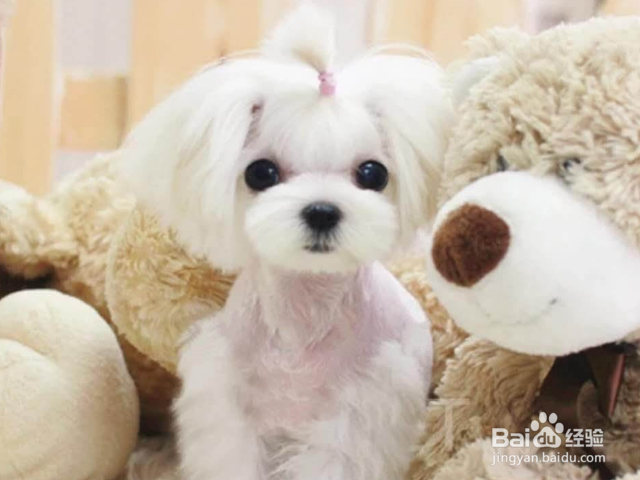 如何挑选优质小马尔济斯犬