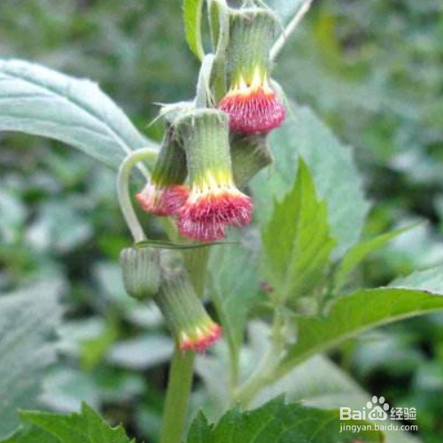 野茼蒿的培育方法和注意事项