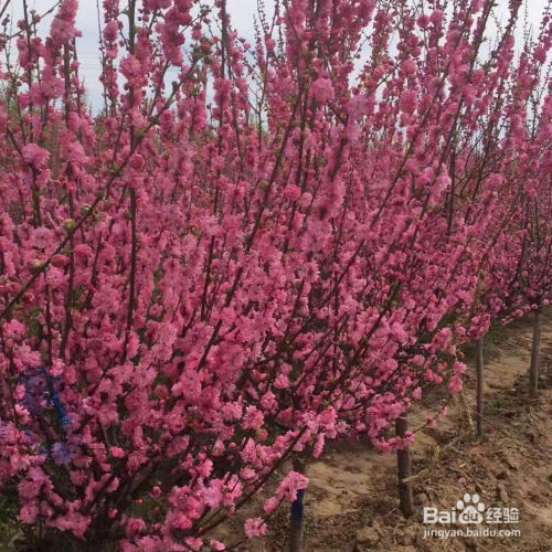 重瓣榆叶梅的培育方法和注意事项