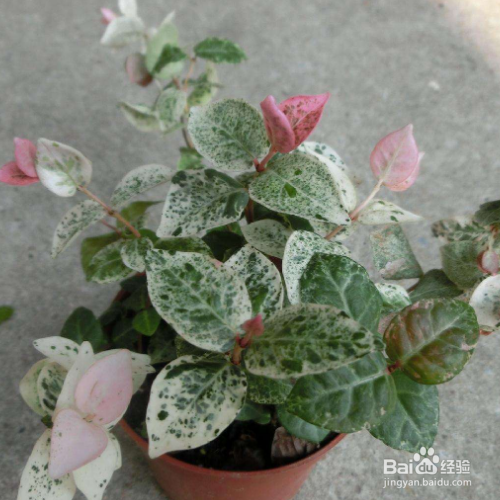 络石扦插生根最快方法