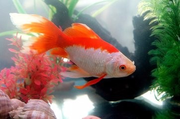 怎样区分鹤顶红、鹅头红、红帽子和齐鳃红。
