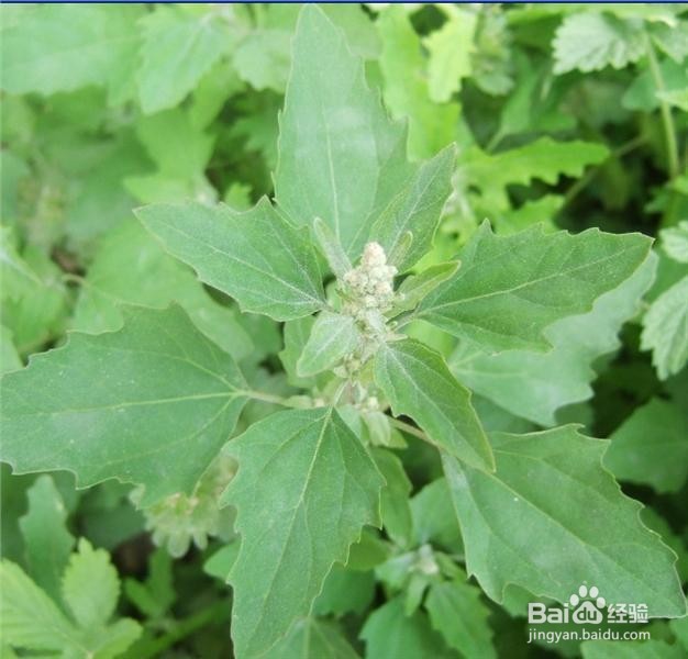 可以吃用的野菜，和它们的功效