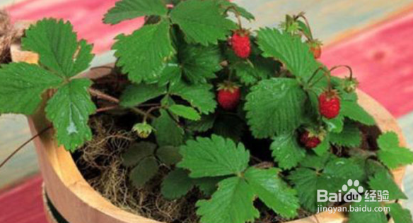 盆栽草莓苗的种植方法及注意事项