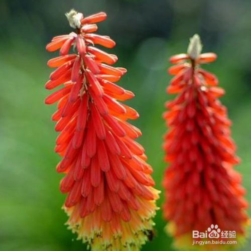 火炬花如何养殖？